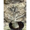 Baobab chacal (adenium arabicum) de 3 ans - AR48