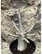 Baobab chacal (adenium arabicum) de 3 ans - AR48