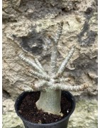 Baobab chacal (adenium arabicum) de 3 ans - AR48