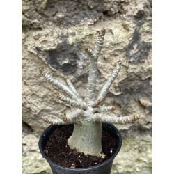 Baobab chacal (adenium arabicum) de 3 ans - AR48