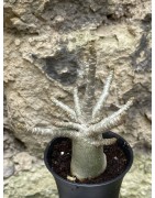 Baobab chacal (adenium arabicum) de 3 ans - AR48