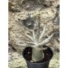 Baobab chacal (adenium arabicum) de 3 ans - AR48
