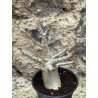 Baobab chacal (adenium arabicum) de 3 ans - AR48