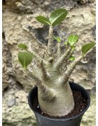 Baobab chacal (adenium arabicum) de 3 ans - AR47