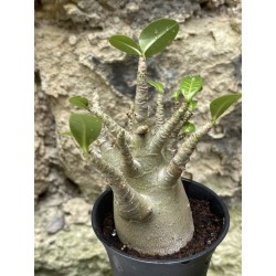 Baobab chacal (adenium arabicum) de 3 ans - AR47