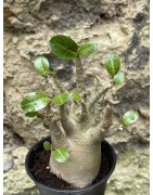 Baobab chacal (adenium arabicum) de 3 ans - AR47