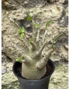Baobab chacal (adenium arabicum) de 3 ans - AR47