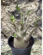 Baobab chacal (adenium arabicum) de 3 ans - AR47