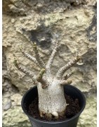 Baobab chacal (adenium arabicum) de 3 ans - AR46