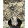 Baobab chacal (adenium arabicum) de 3 ans - AR46