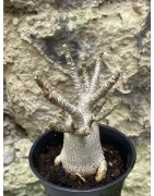 Baobab chacal (adenium arabicum) de 3 ans - AR46
