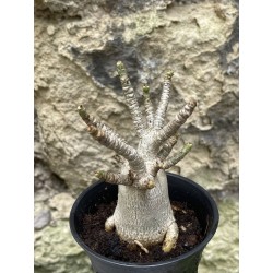 Baobab chacal (adenium arabicum) de 3 ans - AR46