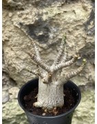 Baobab chacal (adenium arabicum) de 3 ans - AR46