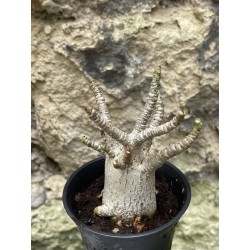 Baobab chacal (adenium arabicum) de 3 ans - AR46