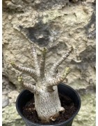 Baobab chacal (adenium arabicum) de 3 ans - AR46