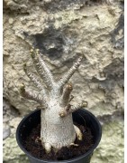 Baobab chacal (adenium arabicum) de 3 ans - AR46