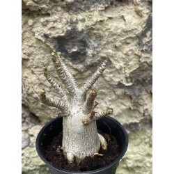 Baobab chacal (adenium arabicum) de 3 ans - AR46