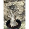 Baobab chacal (adenium arabicum) de 3 ans - AR46