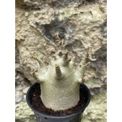 Baobab chacal (adenium arabicum) de 3 ans - AR45