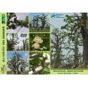 DVD "Au chevet des baobabs" - Association INECOBA