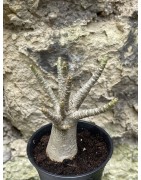 Baobab chacal (adenium arabicum) de 3 ans - AR44