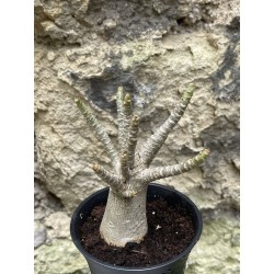 Baobab chacal (adenium arabicum) de 3 ans - AR44