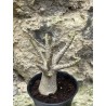 Baobab chacal (adenium arabicum) de 3 ans - AR44