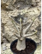 Baobab chacal (adenium arabicum) de 3 ans - AR44