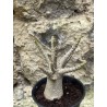 Baobab chacal (adenium arabicum) de 3 ans - AR44