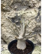 Baobab chacal (adenium arabicum) de 3 ans - AR44