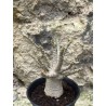 Baobab chacal (adenium arabicum) de 3 ans - AR44