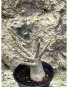 Baobab chacal (adenium arabicum) de 3 ans - AR44