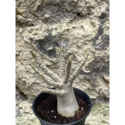 Baobab chacal (adenium arabicum) de 3 ans - AR44