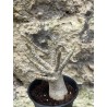 Baobab chacal (adenium arabicum) de 3 ans - AR44