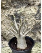 Baobab chacal (adenium arabicum) de 3 ans - AR44