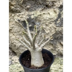 Baobab chacal (adenium arabicum) de 3 ans - AR44