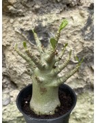 Baobab chacal (adenium arabicum) de 3 ans - AR43