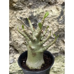 Baobab chacal (adenium arabicum) de 3 ans - AR43