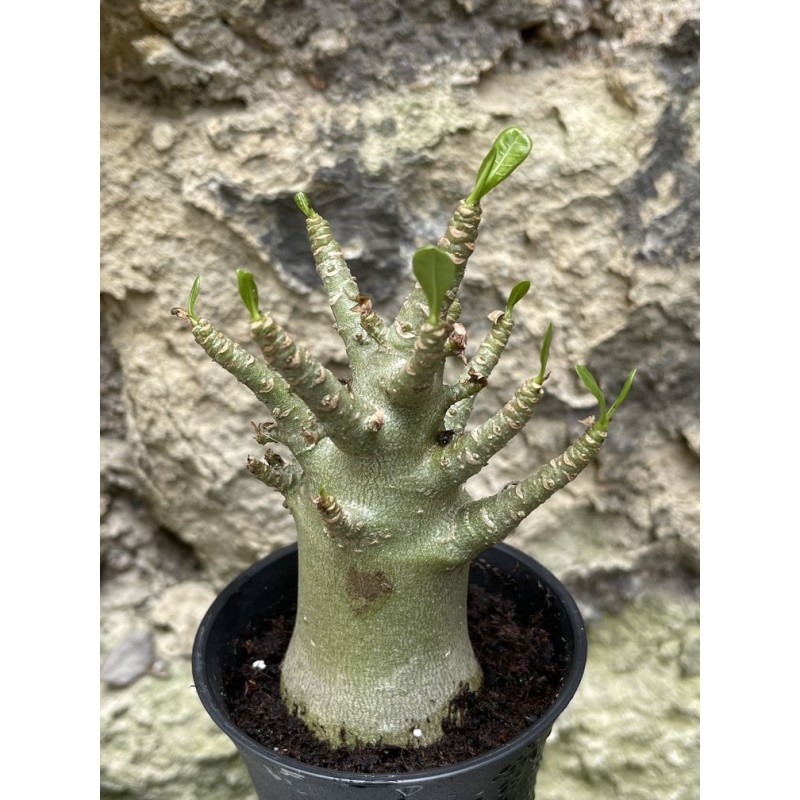 Baobab chacal (adenium arabicum) de 3 ans - AR43 Baobab chacal (adenium arabicum) de 3 ans - AR43