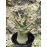 Baobab chacal (adenium arabicum) de 3 ans - AR43