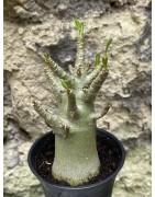 Baobab chacal (adenium arabicum) de 3 ans - AR43
