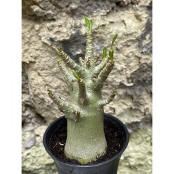 Baobab chacal (adenium arabicum) de 3 ans - AR43