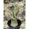 Baobab chacal (adenium arabicum) de 3 ans - AR43