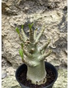 Baobab chacal (adenium arabicum) de 3 ans - AR43