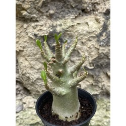 Baobab chacal (adenium arabicum) de 3 ans - AR43