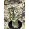 Baobab chacal (adenium arabicum) de 3 ans - AR43