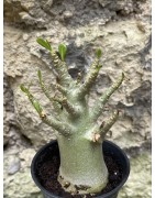 Baobab chacal (adenium arabicum) de 3 ans - AR43