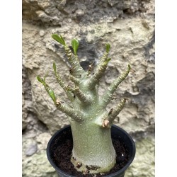 Baobab chacal (adenium arabicum) de 3 ans - AR43