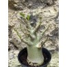 Baobab chacal (adenium arabicum) de 3 ans - AR43