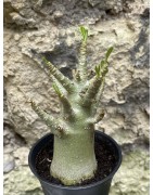 Baobab chacal (adenium arabicum) de 3 ans - AR43